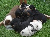  - Le jeu de la rentrée : combien y a t-il de chiots sur la photo ?