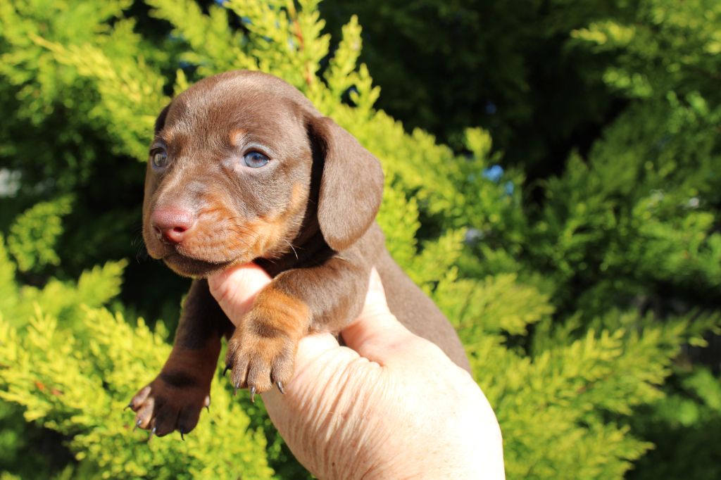 du domaine de luard - Chiot disponible  - Teckel poil ras