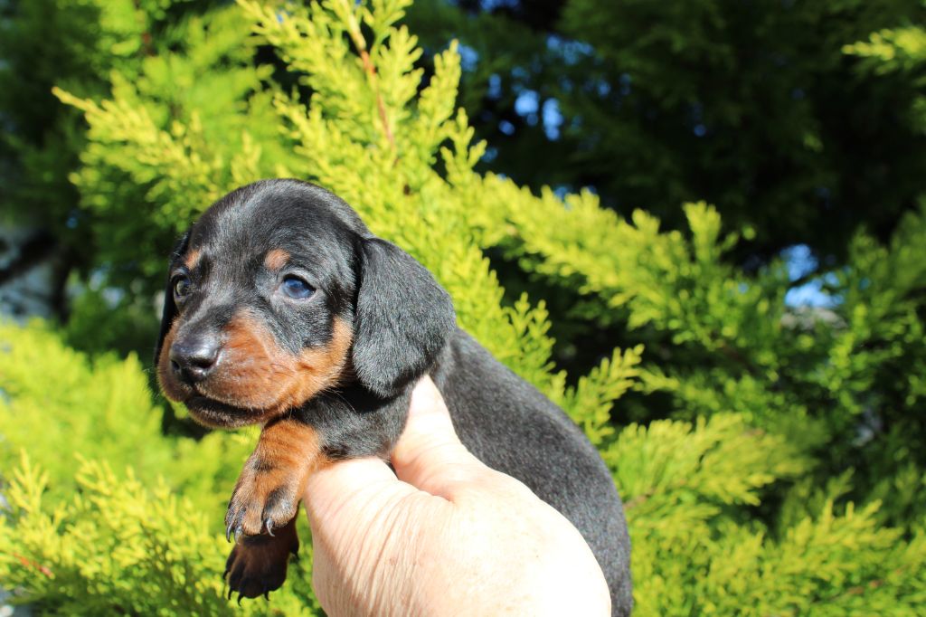 du domaine de luard - Chiot disponible  - Teckel poil ras