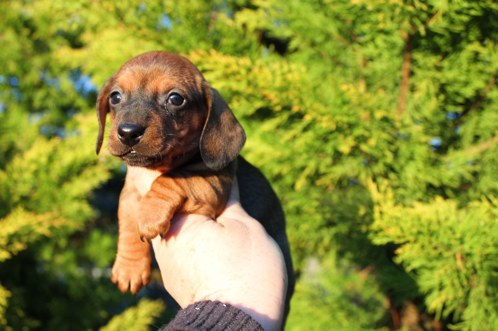 du domaine de luard - Chiot disponible  - Teckel poil ras