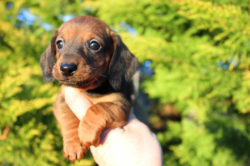 du domaine de luard - Chiot disponible  - Teckel poil ras