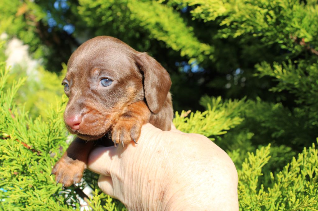 du domaine de luard - Chiot disponible  - Teckel poil ras