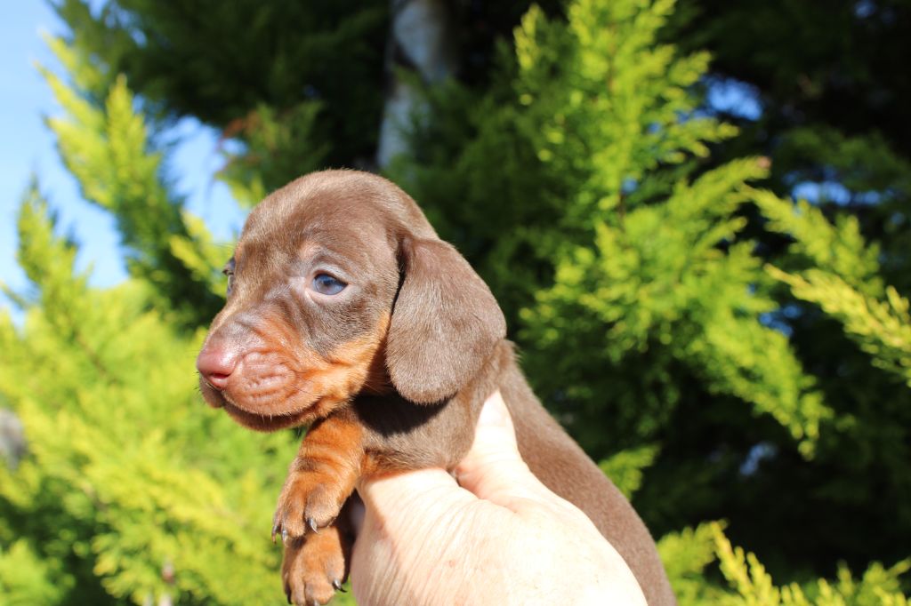 du domaine de luard - Chiot disponible  - Teckel poil ras