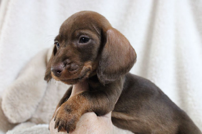 Bébé nain poils durs sanglier chocolat