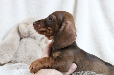 Bébé nain poils dur sanglier chocolat