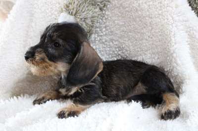 Bébé petite nain ou kaninchen