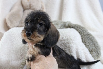 Bébé petite nain ou kaninchen