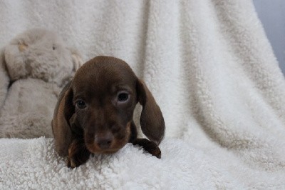 Bébé nain poils durs sanglier chocolat