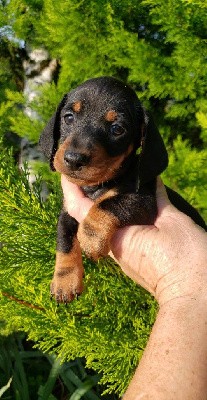 Bébé teckel nain noir et feu