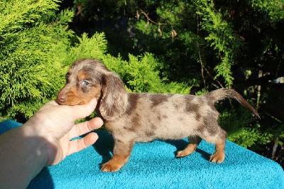 Femelle arlequine chocolat kaninchen