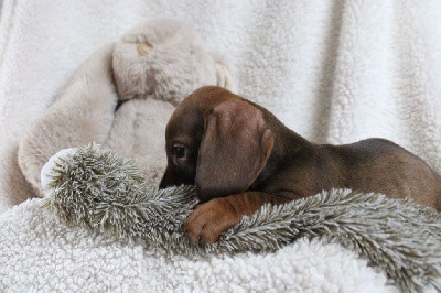 Bébé nain poils dur sanglier chocolat