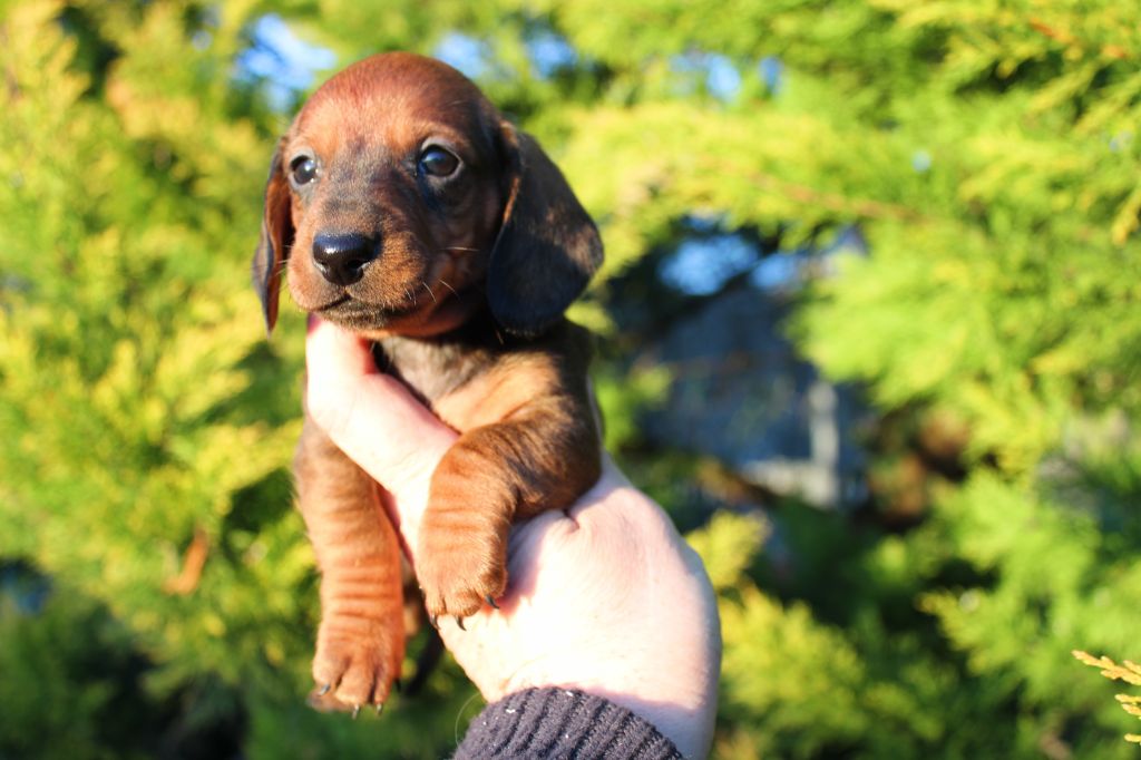 du domaine de luard - Chiot disponible  - Teckel poil ras