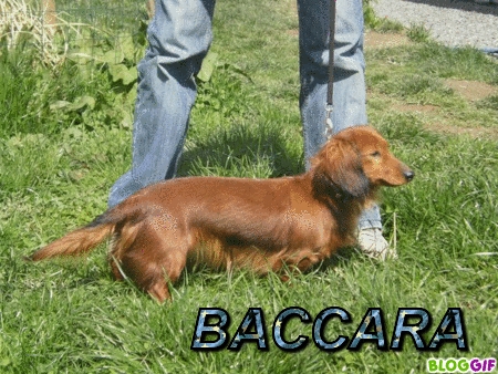 Baccara du domaine de luard