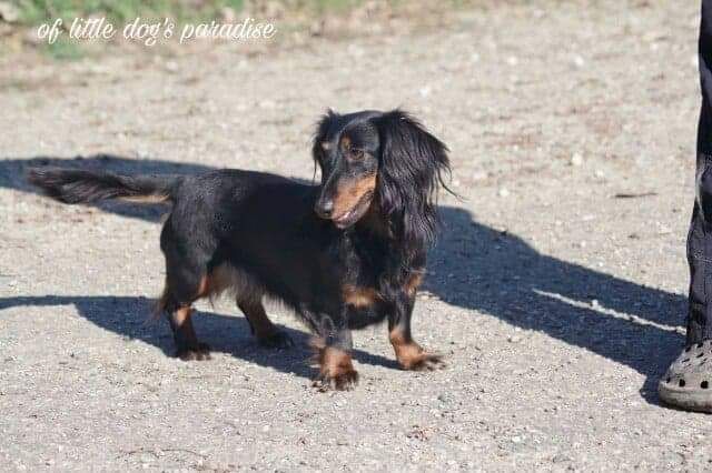 Maggie du domaine de luard