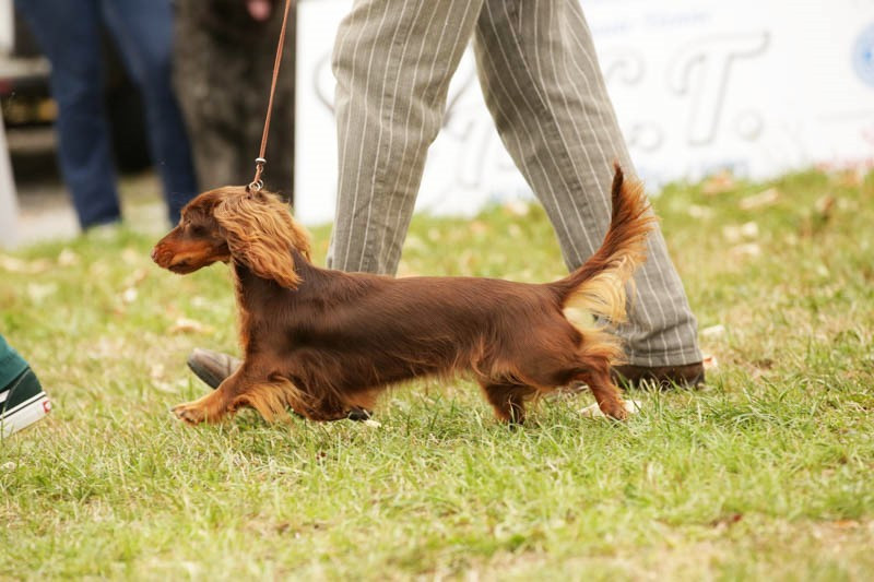 VERITABLE FRIPOUILLE du domaine de luard