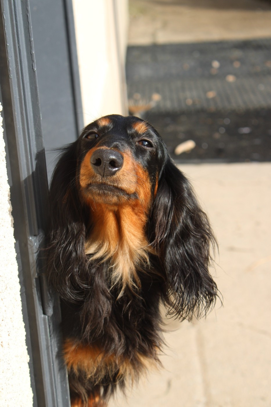 Une tite canaille du domaine de luard