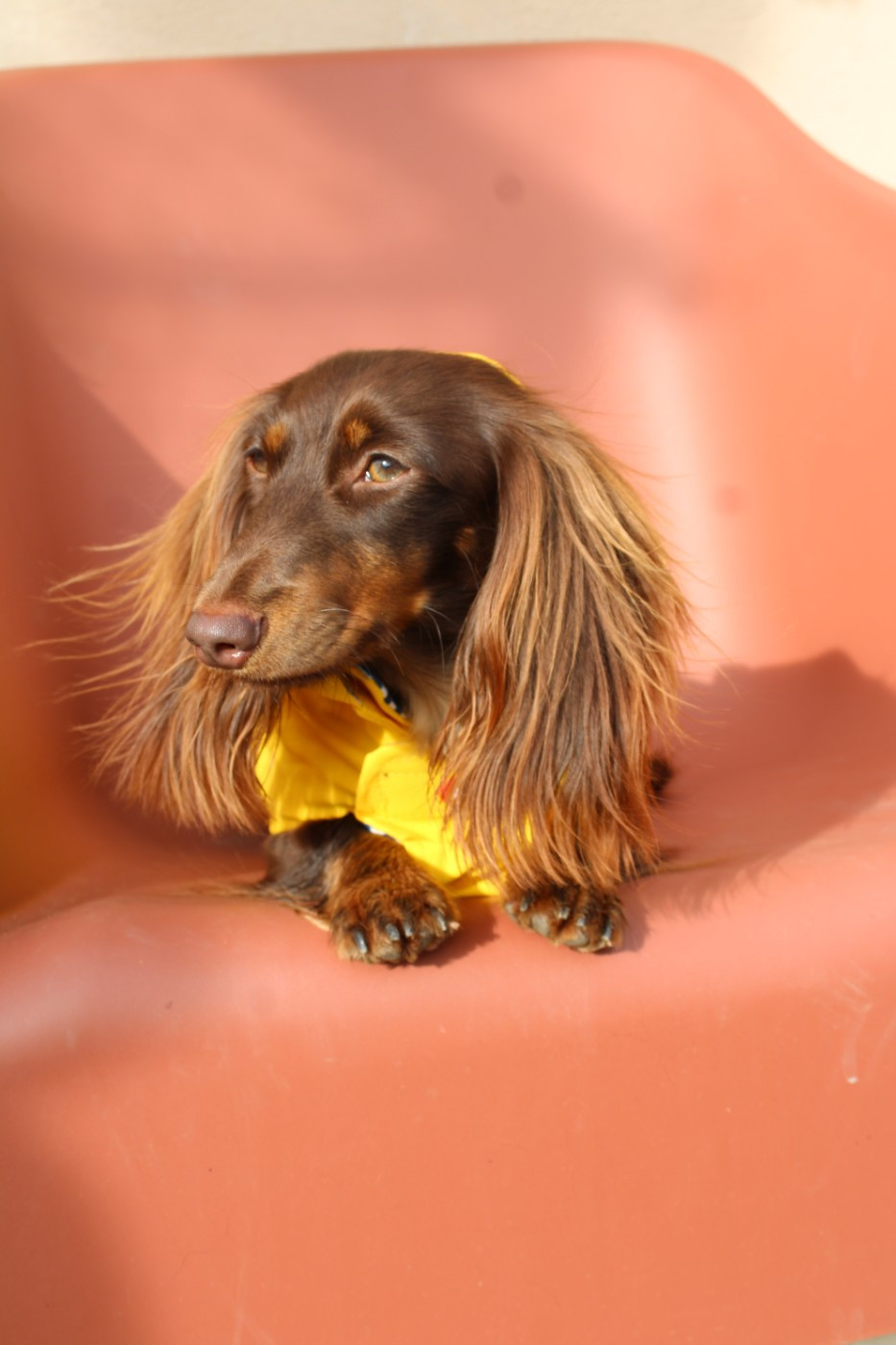 VEDETTE du domaine de luard