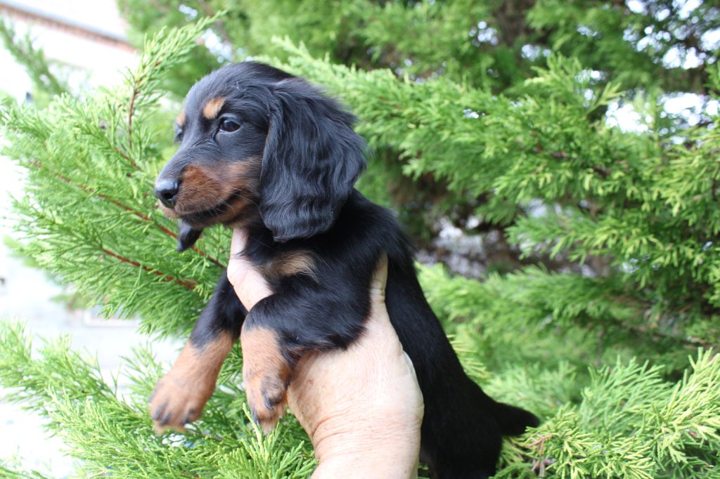 du domaine de luard - Chiots disponibles - Teckel poil long