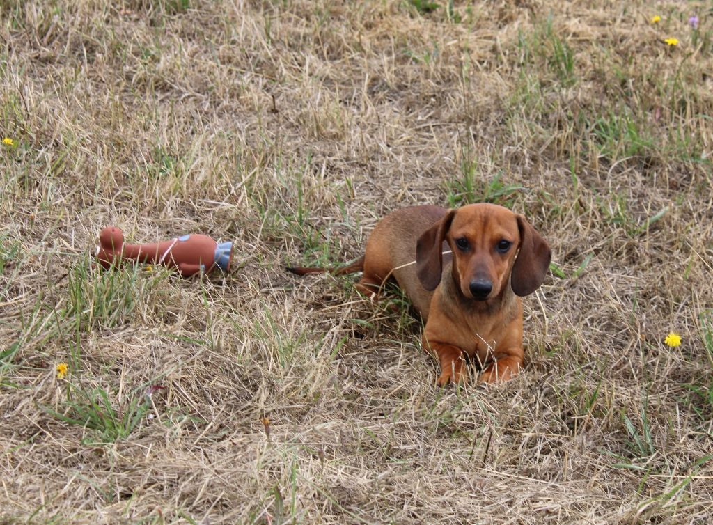 du domaine de luard - Chiots disponibles - Teckel poil ras
