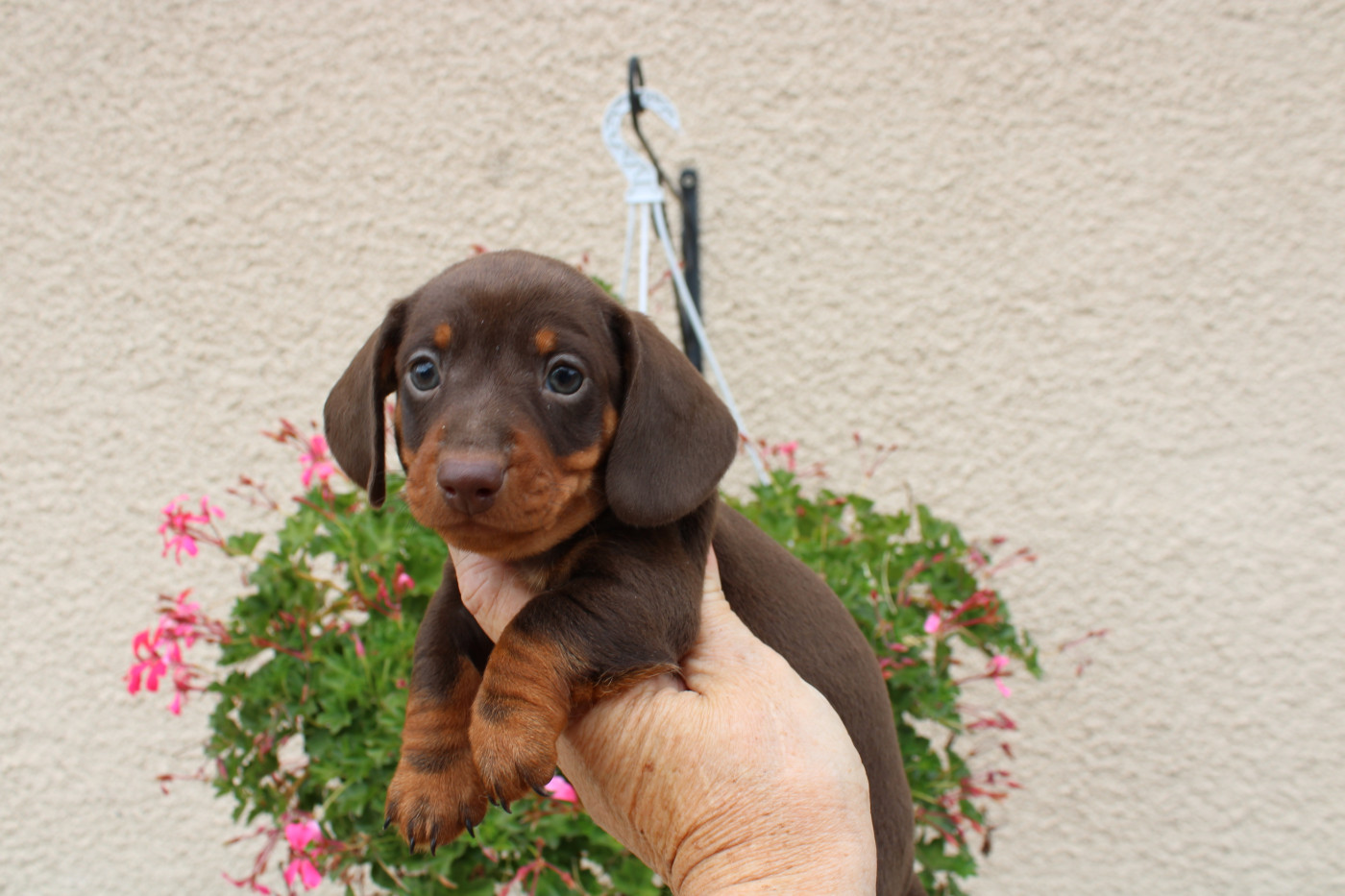 du domaine de luard - Chiots disponibles - Teckel poil ras