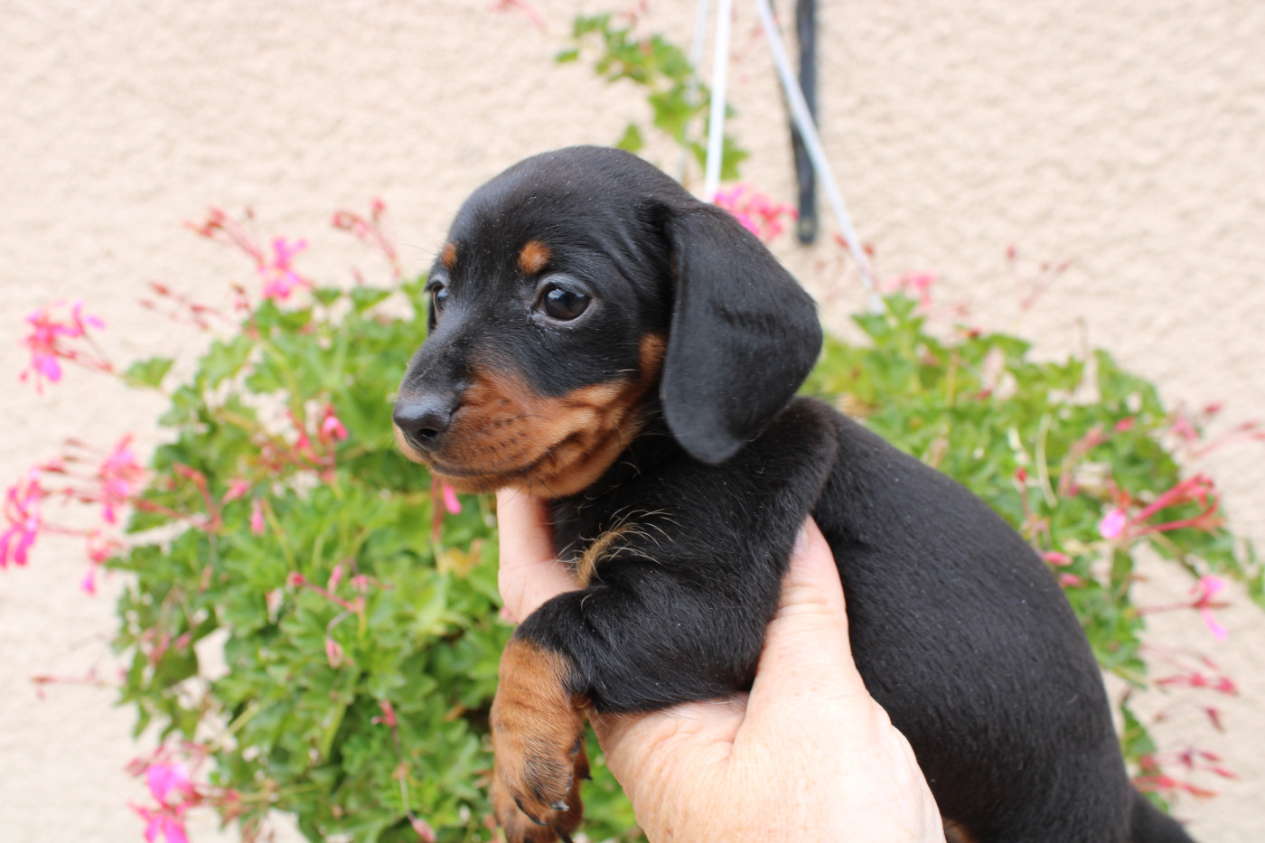 du domaine de luard - Chiots disponibles - Teckel poil ras