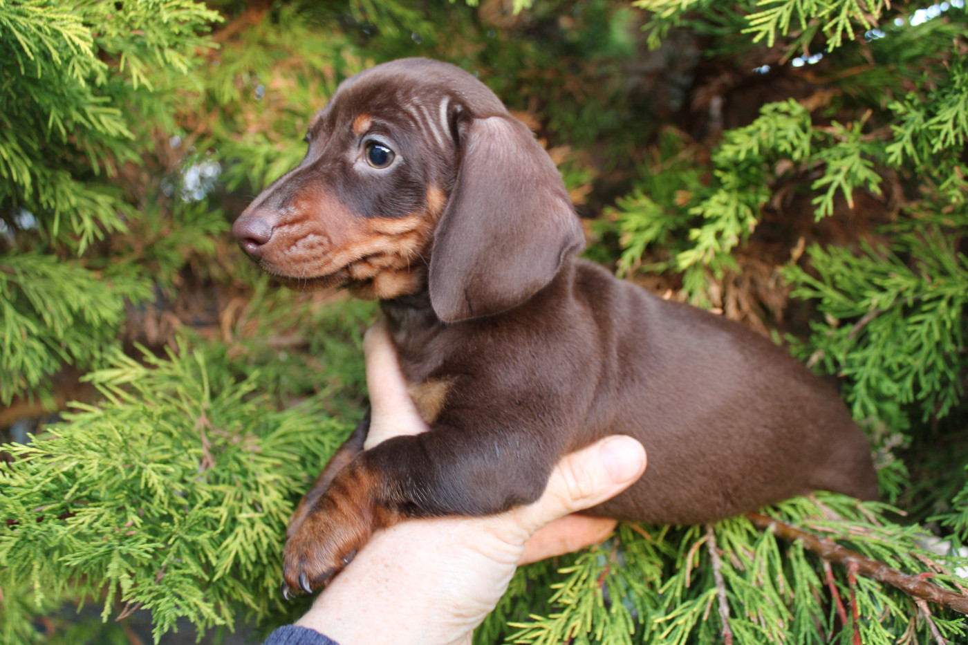 du domaine de luard - Chiots disponibles - Teckel poil ras