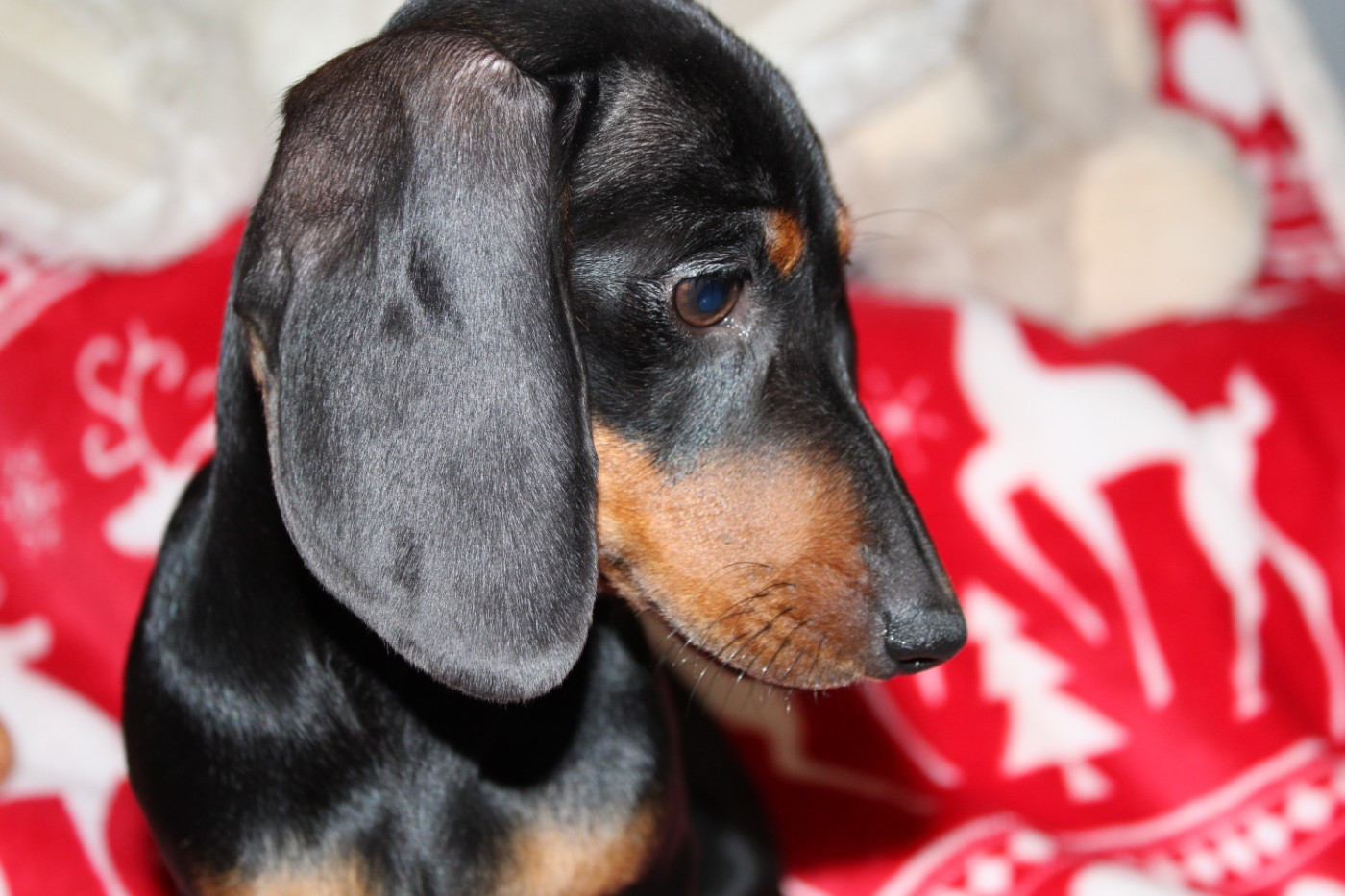 du domaine de luard - Teckel poil ras - Portée née le 15/06/2025