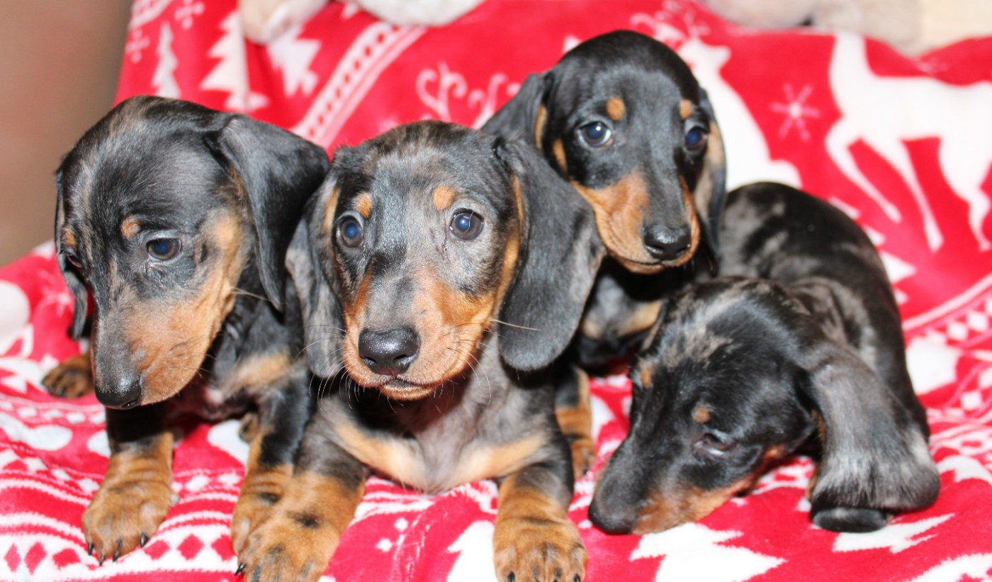 du domaine de luard - Teckel poil ras - Portée née le 31/08/2025