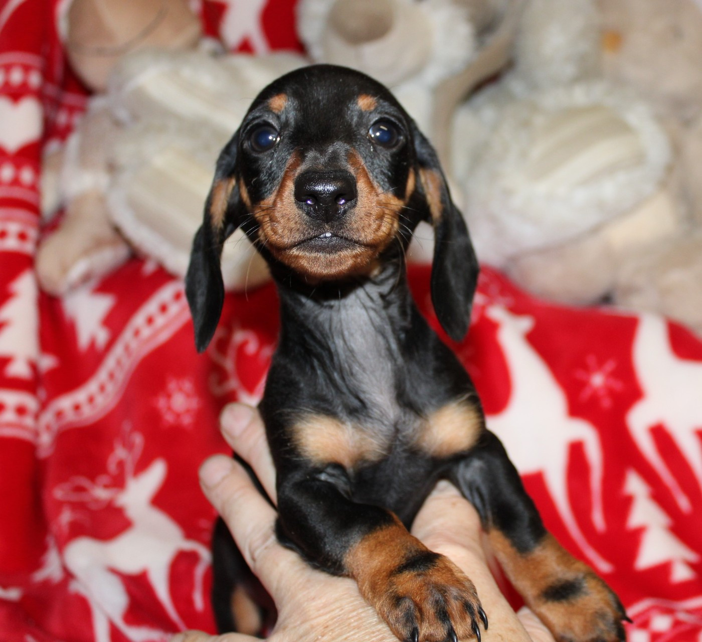 du domaine de luard - Chiots disponibles - Teckel poil ras