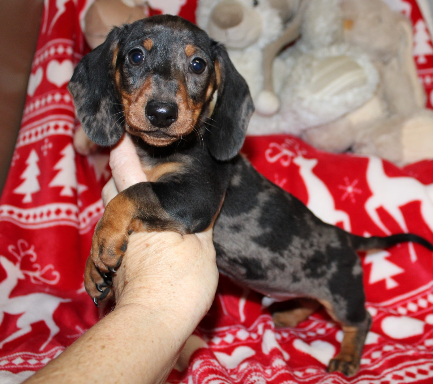 du domaine de luard - Chiots disponibles - Teckel poil ras