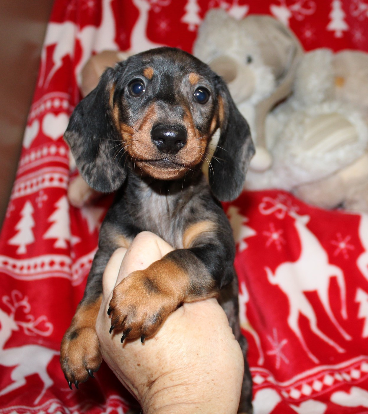 du domaine de luard - Chiots disponibles - Teckel poil ras