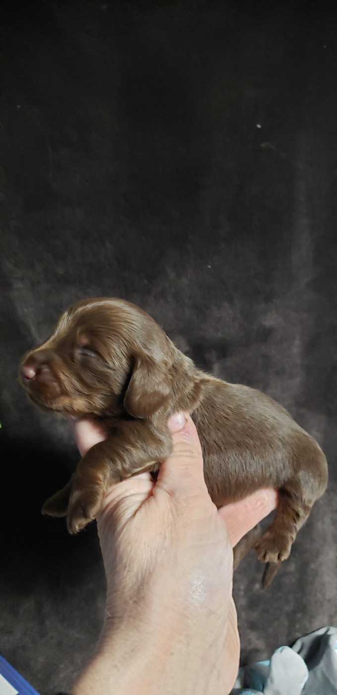 du domaine de luard - Chiots disponibles - Teckel poil long