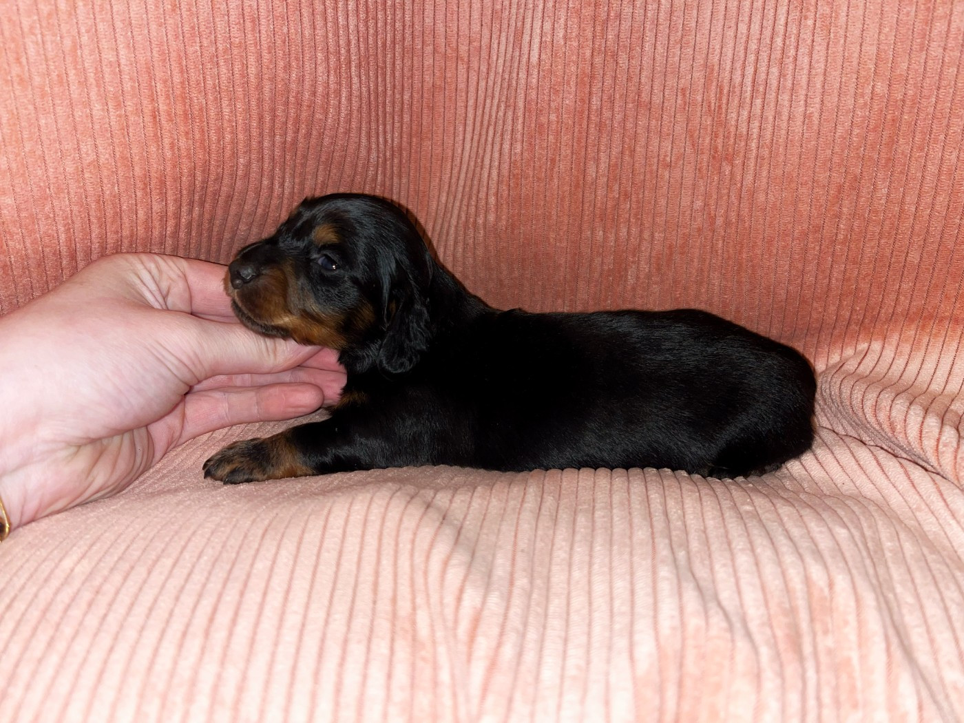 du domaine de luard - Teckel poil long - Portée née le 19/01/2026