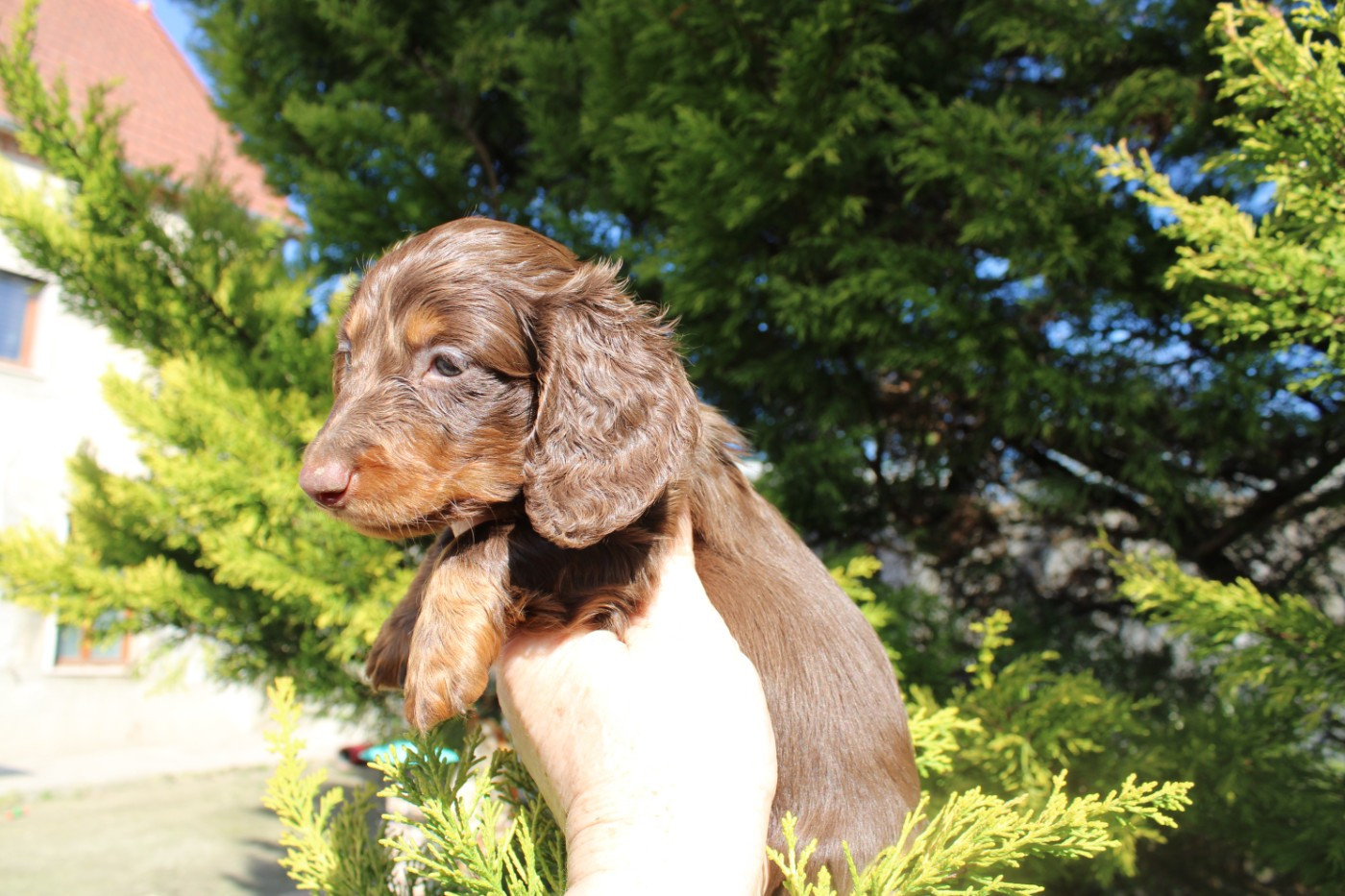 du domaine de luard - Chiots disponibles - Teckel poil long