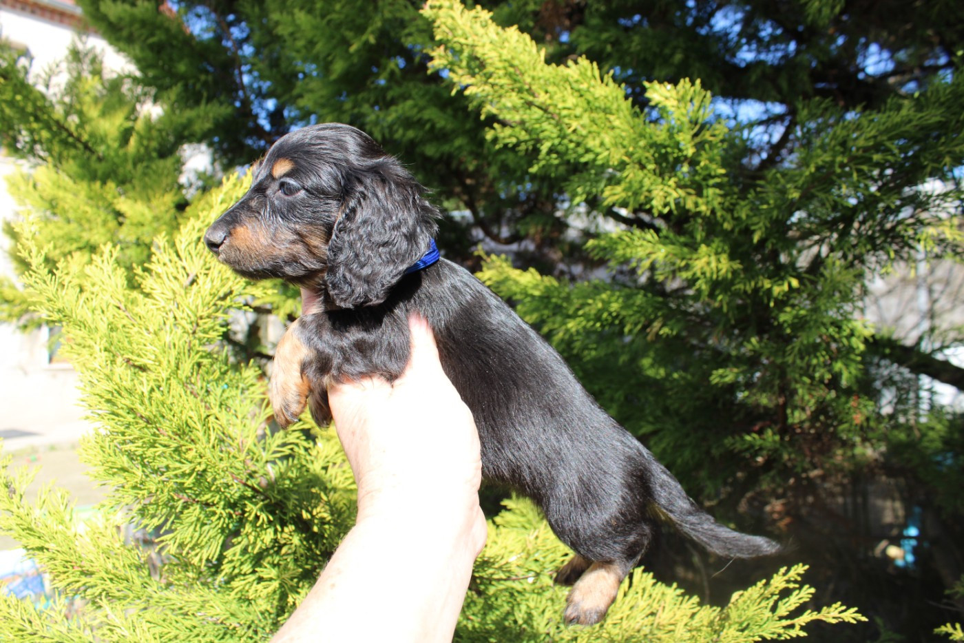 du domaine de luard - Chiots disponibles - Teckel poil long