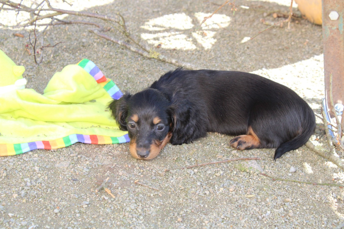 du domaine de luard - Chiots disponibles - Teckel poil long