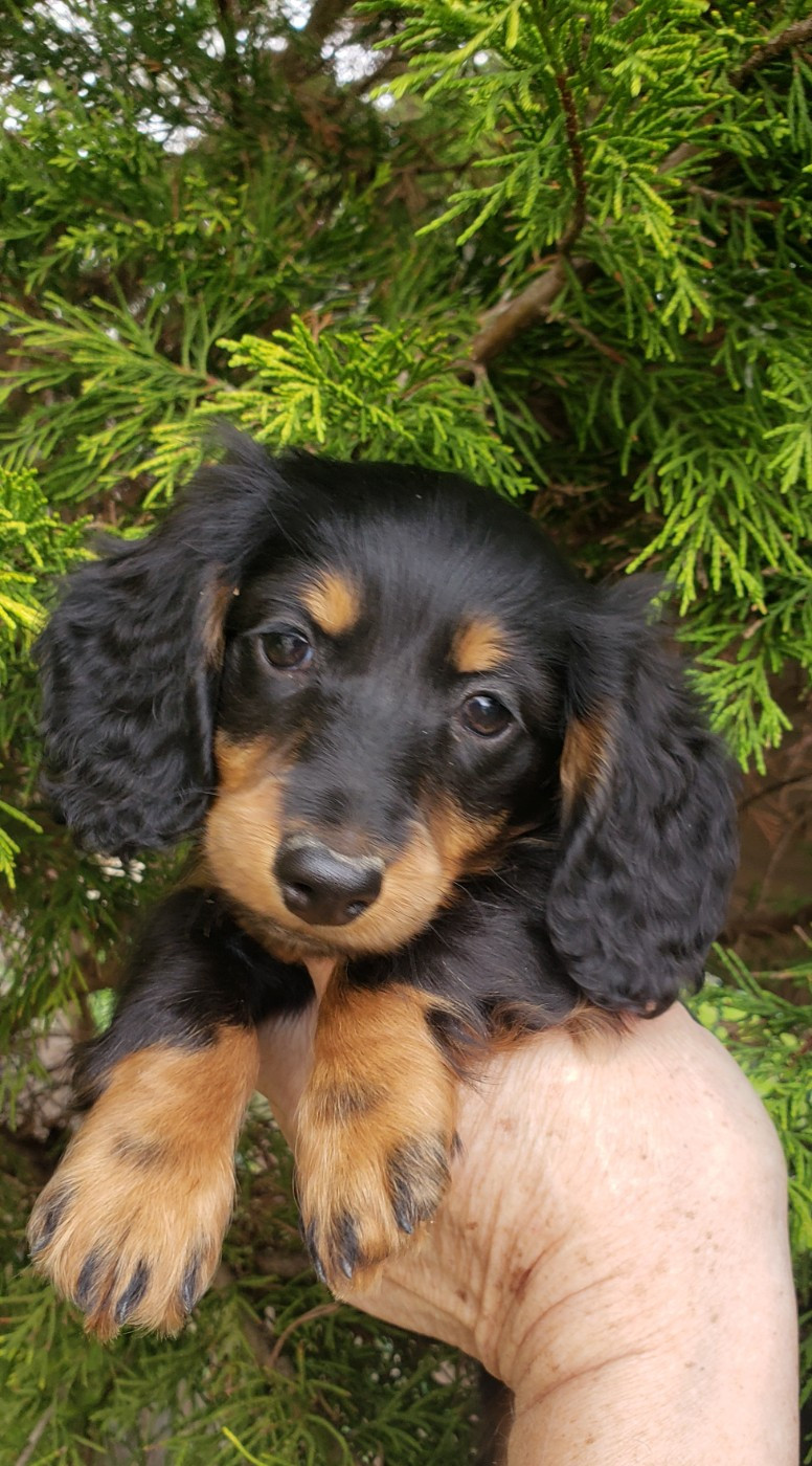 du domaine de luard - Chiots disponibles - Teckel poil long