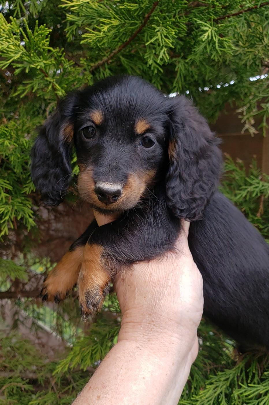 du domaine de luard - Chiots disponibles - Teckel poil long