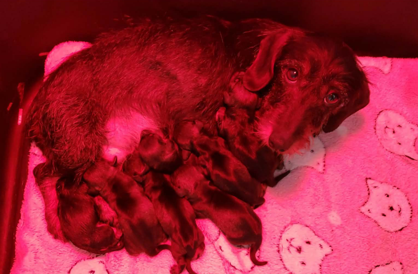 Chiot Teckel poil dur du domaine de luard