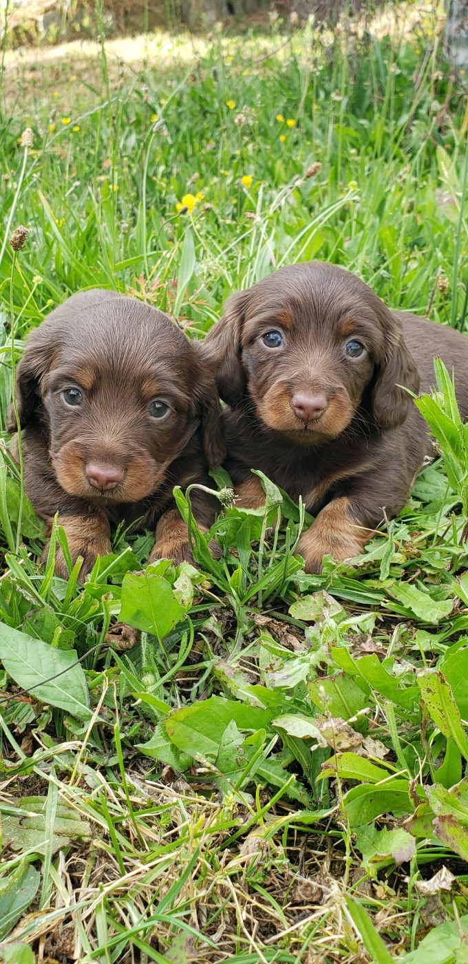 Chiot Teckel poil long du domaine de luard