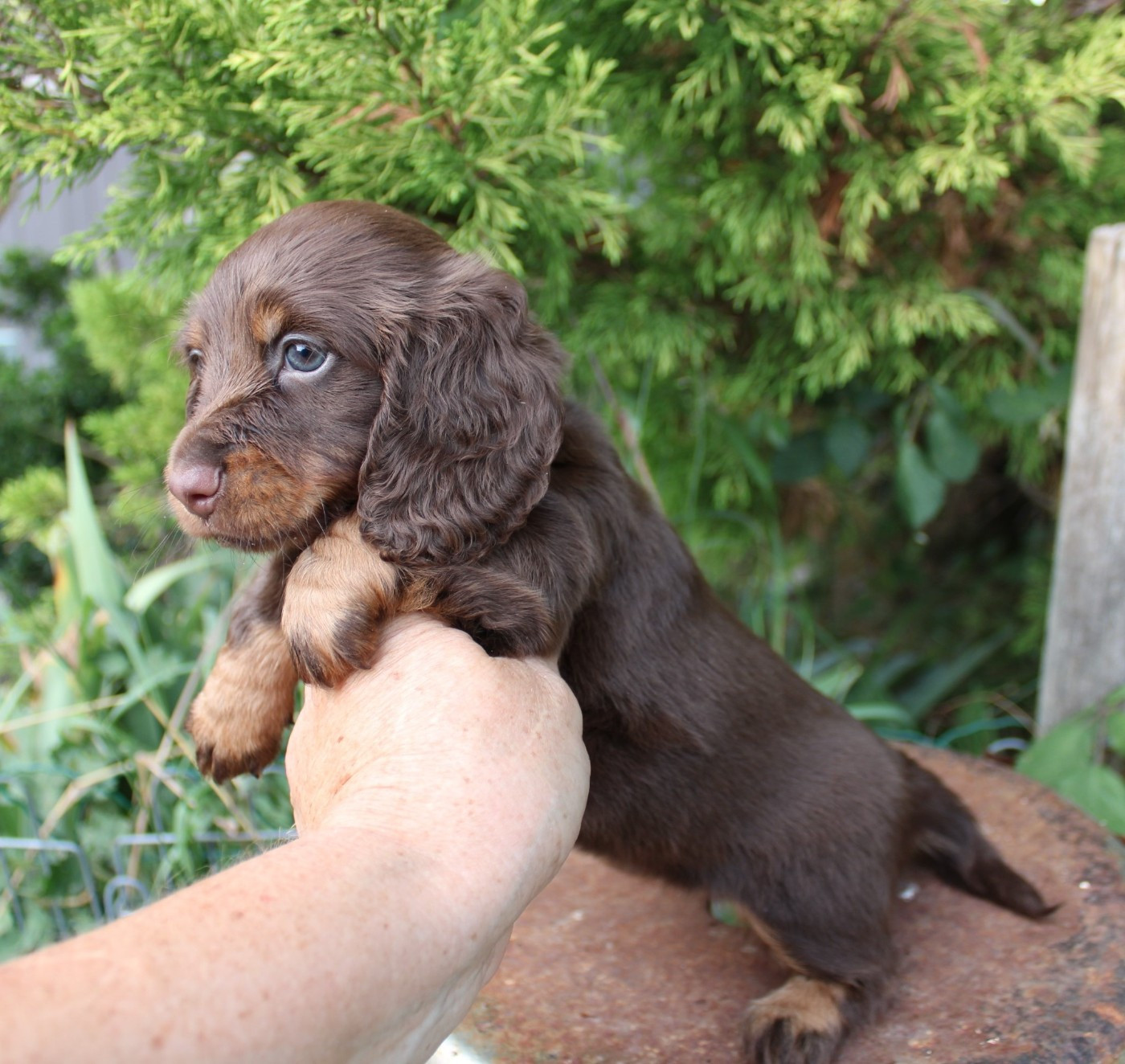 du domaine de luard - Chiots disponibles - Teckel poil long