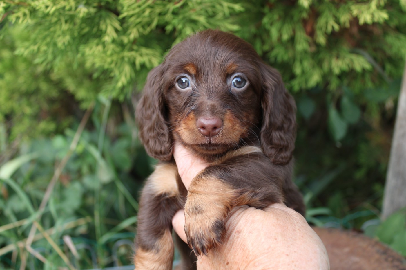 du domaine de luard - Chiots disponibles - Teckel poil long