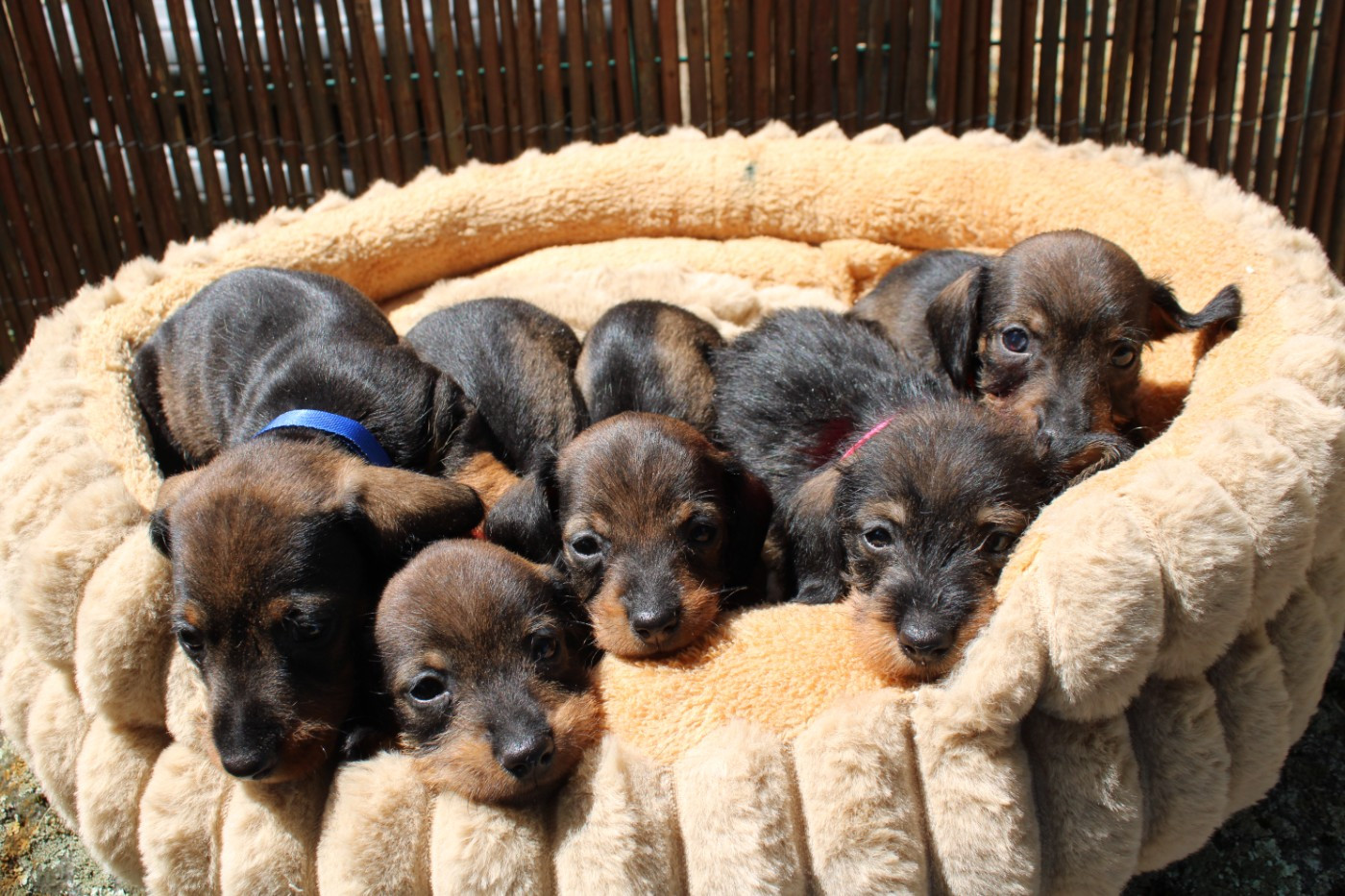Chiot Teckel poil dur du domaine de luard