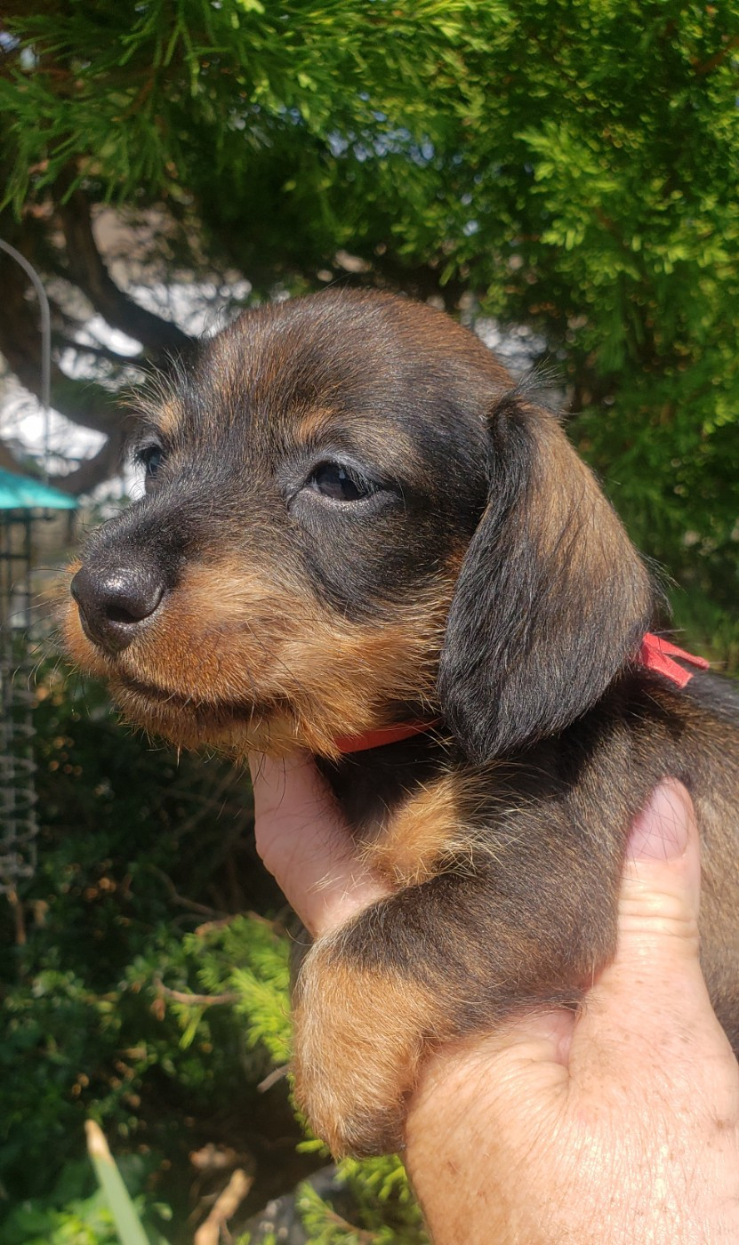 du domaine de luard - Chiots disponibles - Teckel poil dur