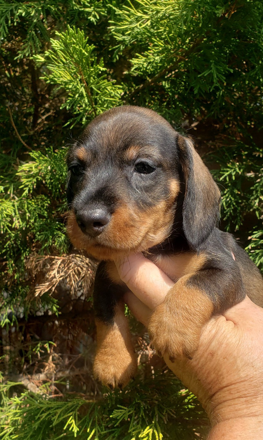 du domaine de luard - Chiots disponibles - Teckel poil dur