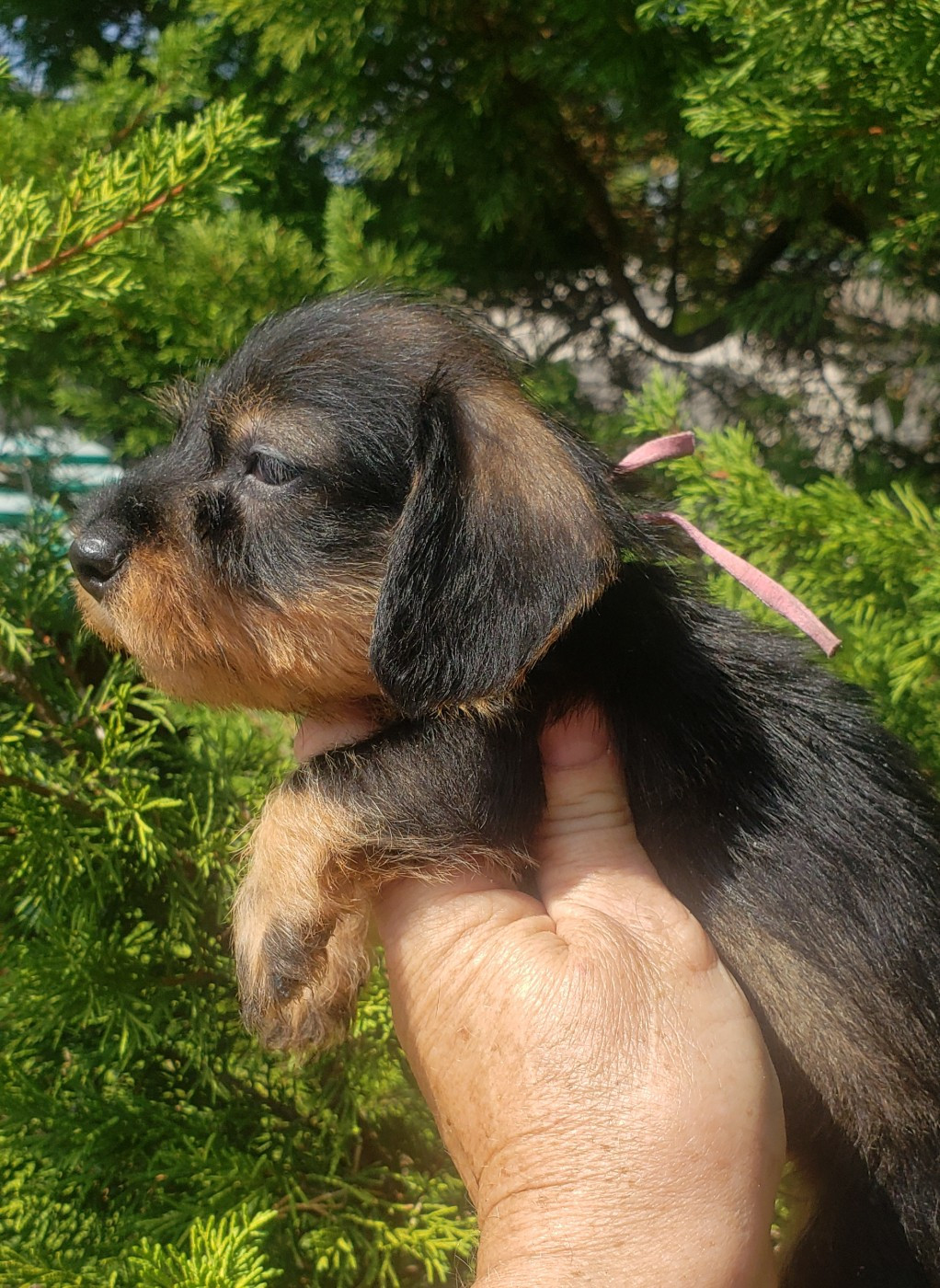 du domaine de luard - Chiots disponibles - Teckel poil dur