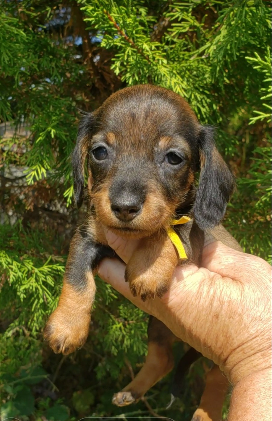 du domaine de luard - Chiots disponibles - Teckel poil dur