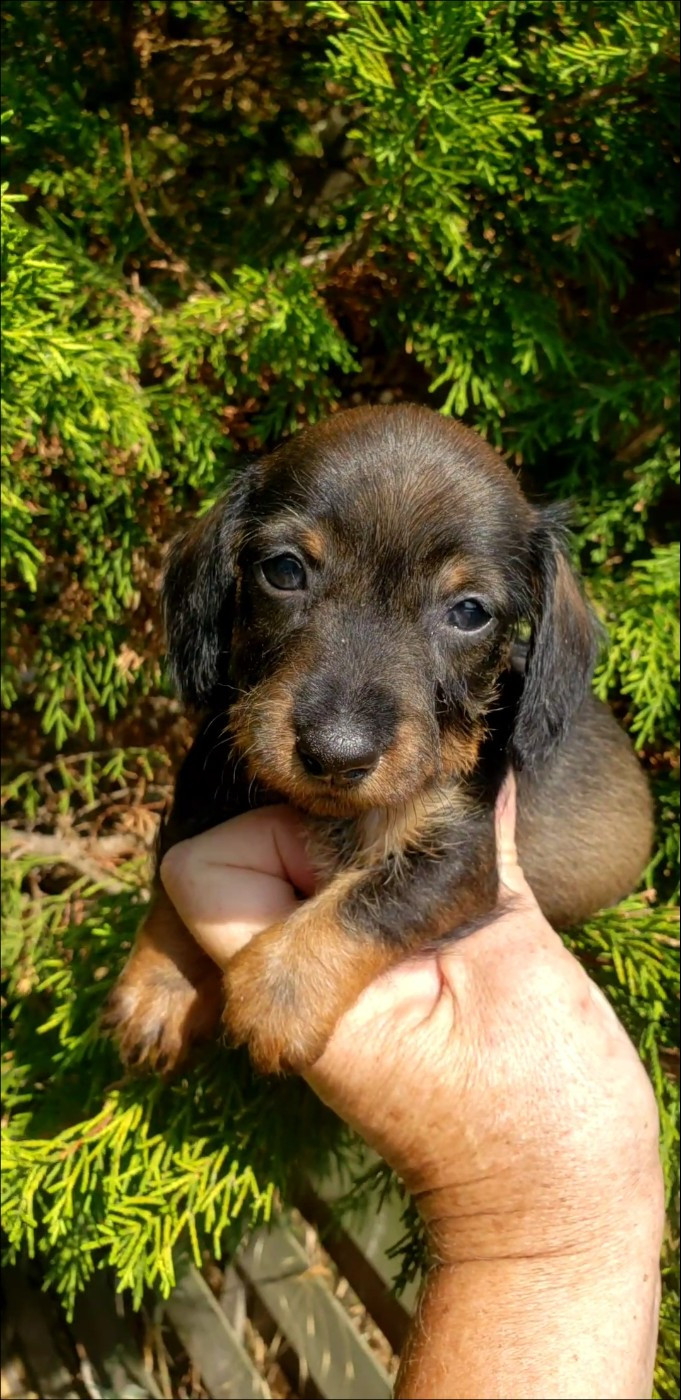du domaine de luard - Chiots disponibles - Teckel poil dur