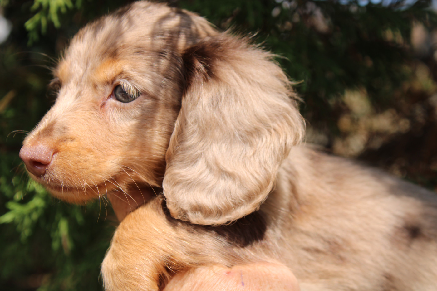 du domaine de luard - Chiots disponibles - Teckel poil long
