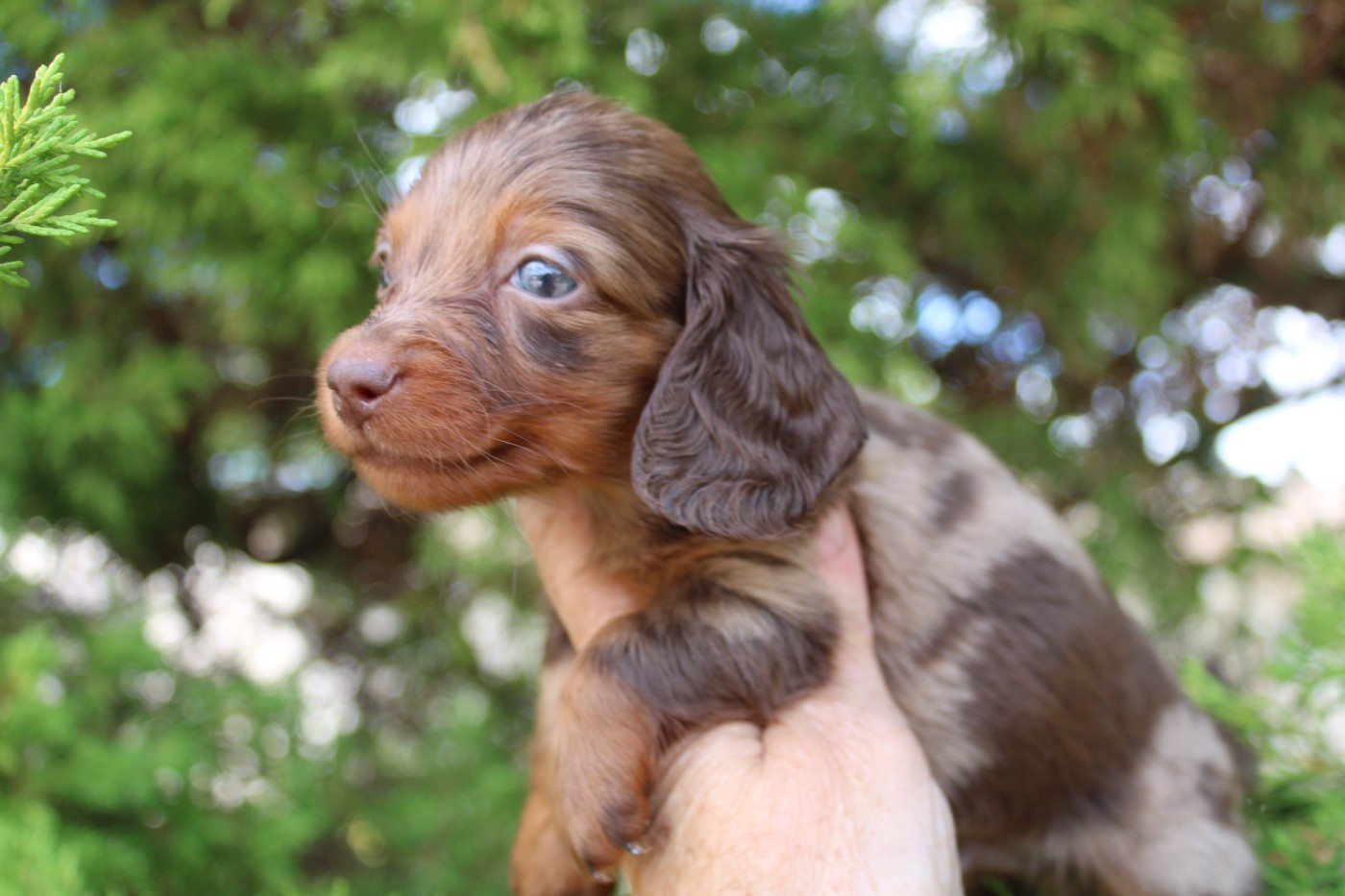 du domaine de luard - Chiots disponibles - Teckel poil long